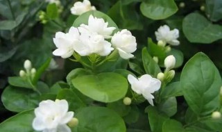 茉莉花不长叶子怎么回事（茉莉花不长叶子怎么回事呢）