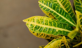 七彩变色龙花怎么养 七彩变色龙花怎么养好看