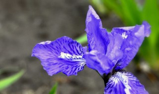 兰花花谢了以后该怎么办（兰花谢了以后怎么处理）