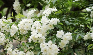 木香花的扦插繁殖方法 木香花怎样扦插