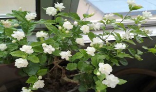 茉莉花适合什么土壤（茉莉花适合什么土壤生长）