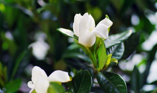 栀子花用土还是沙子（栀子花用土养还是用沙子）
