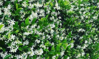 风车茉莉驱蚊虫吗?（风车茉莉能驱蚊子吗）
