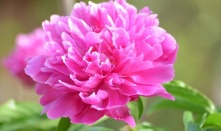 芍药花瓣怎样晒干 芍药花瓣怎么晒干
