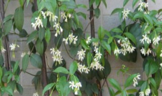 银丝茉莉爬藤植物怎么养 银丝茉莉爬藤植物怎么养活