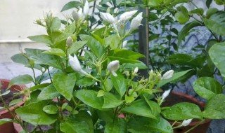 茉莉花叶子发黄干枯掉叶子怎么办 茉莉花叶子发黄干枯掉叶子怎么办春天