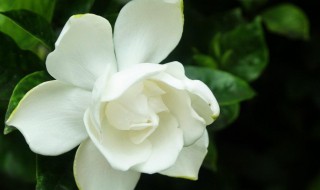 栀子花的花期多长时间（栀子花花期多长时间浇一次水）