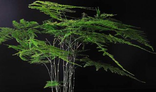 怎样使文竹又绿又茂盛（怎样使文竹又绿又茂盛呢）