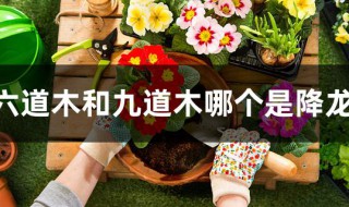 六道木和九道木哪个是降龙木 降龙木六道好还是九道好有什么区别