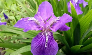 紫色鸢尾花隐藏花语（红鸢尾花隐藏花语）