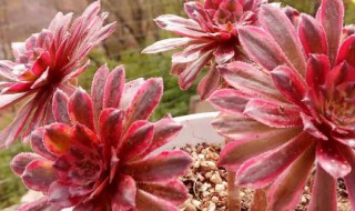 红覆轮多肉怎么养殖 红覆轮多肉怎么养殖视频