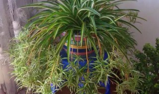 吊兰怎么养爆盆（吊兰怎么养爆盆了）