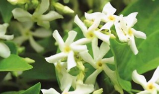 风车茉莉有毒吗?可以家养吗 风车茉莉有毒为什么还养