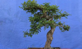 对节白蜡盆景的养护及注意事项 对节白蜡盆景如何养护