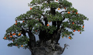 金弹子阴芽生桩怎么栽 金弹子阴芽生桩栽在土里