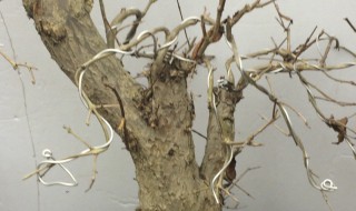 如何判断石榴桩死了没有（石榴下山桩一般几年结果）