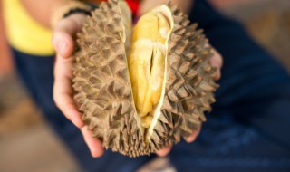 榴莲生长环境要求（榴莲生长环境要求高吗）