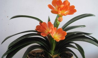 君子兰换土后第一次浇水注意 君子兰换土后需要马上浇水吗