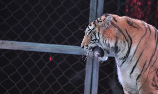 马戏团怎么训练老虎 马戏团训练老虎的鞭子