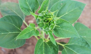 向日葵叶子变黄的原因 向日葵叶子变黄的原因有哪些