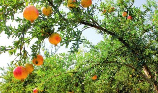 石榴树干枯了还能活吗（石榴树干枯了还能活吗图片）