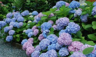 绣球花会变色吗（绣球花会变色吗图片）