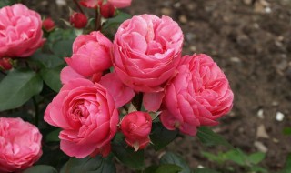 粉色达芬奇月季能长多高（粉色达芬奇月季花期多久）