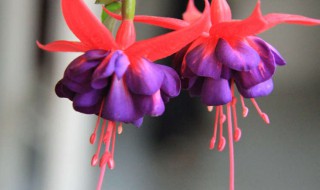 灯笼花的寓意和象征（灯笼花的寓意和象征风水）