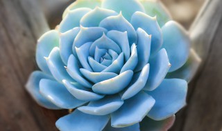 薄叶蓝鸟为啥一浇水就穿裙子 薄叶蓝鸟多久浇一次水