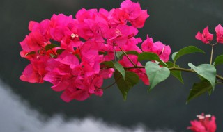 三角梅的修剪时间和方法（三角梅如何修剪以及修剪的季节）