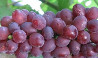 玫瑰香葡萄种植技术与管理（玫瑰香葡萄栽培技术）