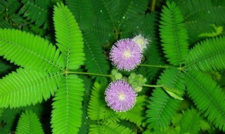 含羞草害羞原因（含羞草“害羞”的原因）