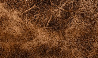 皮草是什么材质（龙猫皮草是什么材质）