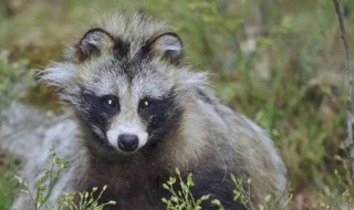 三有保护动物是什么意思（国家三有保护动物是什么意思）