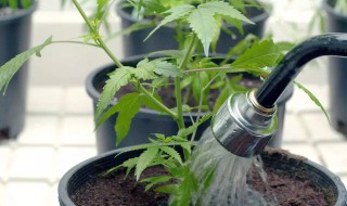养花卉制作的浇水神器（自制养花浇水神器）
