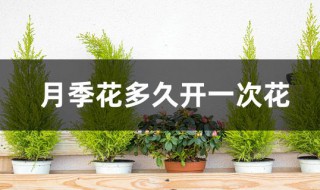 月季花多久开一次花 月季花多久开一次花期