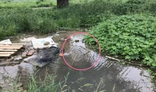 小墨蚊怎么消灭小窍门（墨墨蚊怎么防治）