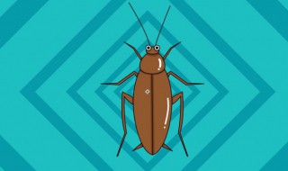 消灭蟑螂小窍门 消灭蟑螂的小窍门