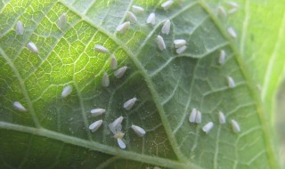 白粉虱消灭小窍门 白粉虱消灭小窍门洋葱