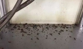 下水道小飞虫怎么消灭小窍门 下水道小飞虫怎么消灭小窍门图解