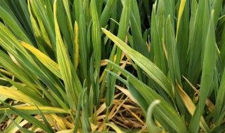 小麦拔节期如何管理（小麦拔节期田间管理）