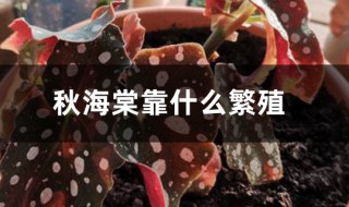 秋海棠用什么繁殖（秋海棠用什么繁殖甘薯用什么繁殖）