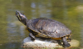 十大不建议养的乌龟有哪些（十大不建议养的乌龟有哪些呢）