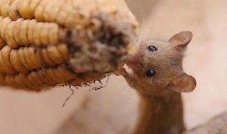 梦见好多老鼠是什么意思（学生梦见好多老鼠是什么意思）