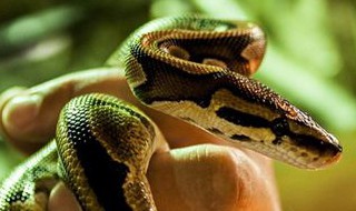 梦见杀蛇是什么意思 属蛇的梦见杀蛇是什么意思