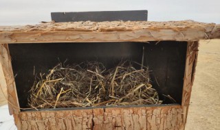 蚂蚁森林人工鸟巢有什么作用（人工搭建的鸟巢有什么作用）