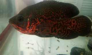 地图怎么养（地图怎么养长得快）