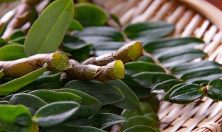 干铁皮石斛花怎么存放 干铁皮石斛花怎么存放最好