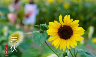 初伏中伏末伏哪个最热哪个凉快（初伏中伏和末伏哪个最热）