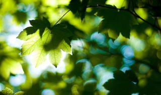 2021年初伏是几月几号 2021年初伏是几月几号几点几分